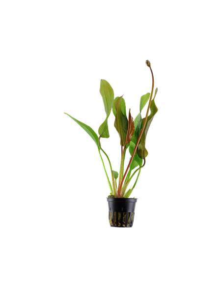 Echinodorus 'Red Diamond'