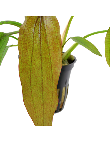 Echinodorus 'Red Diamond'