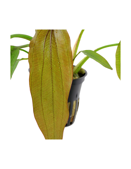 Echinodorus 'Red Diamond'