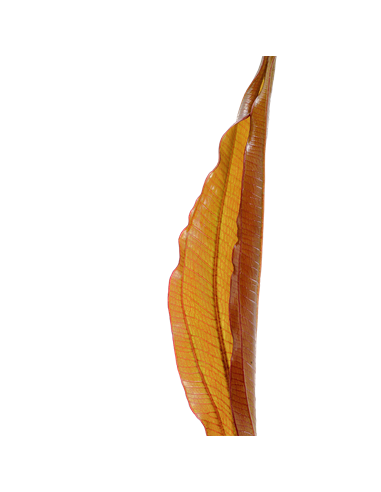 Echinodorus 'Red Diamond'