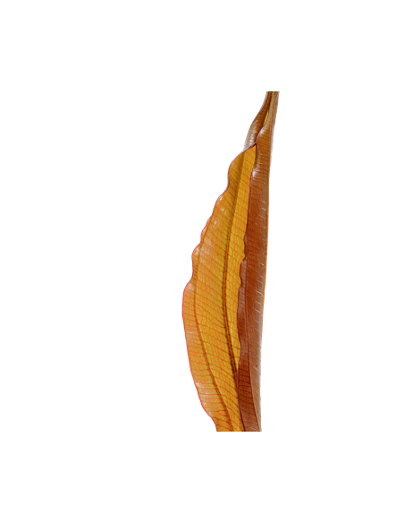 Echinodorus 'Red Diamond'