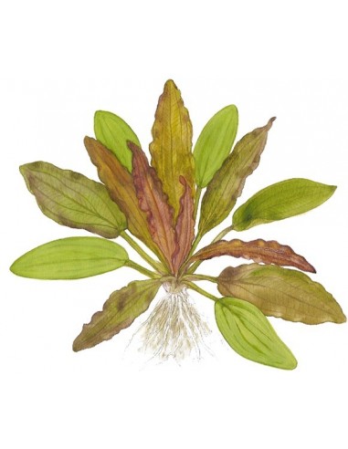 Echinodorus 'Red Diamond'