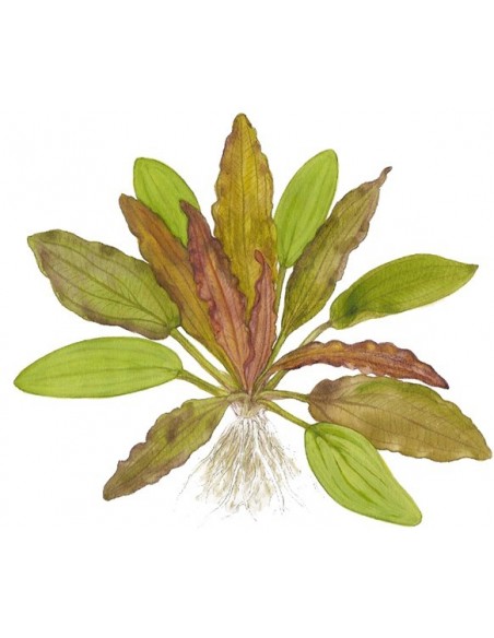 Echinodorus 'Red Diamond'