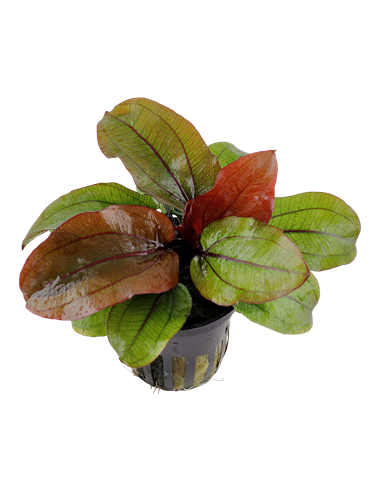 Echinodorus 'Reni'