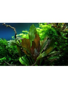 Echinodorus 'Reni' 2