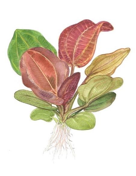 Echinodorus 'Reni'