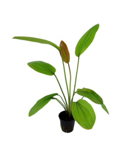 Echinodorus 'Rosé' 2