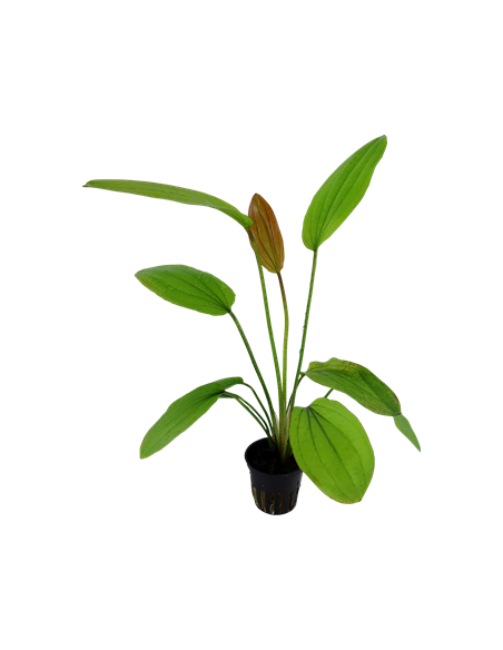 Echinodorus 'Rosé'