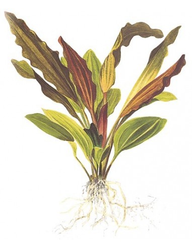 Echinodorus 'Rosé'