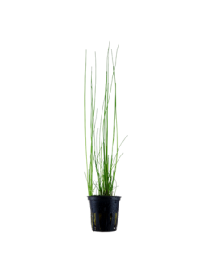 Eleocharis montevidensis