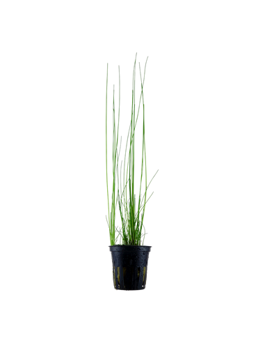 Eleocharis montevidensis