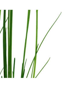 Eleocharis montevidensis 2