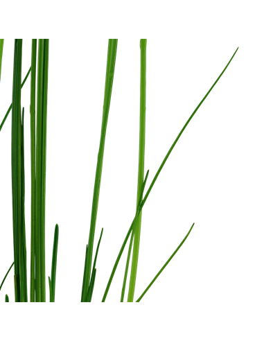Eleocharis montevidensis