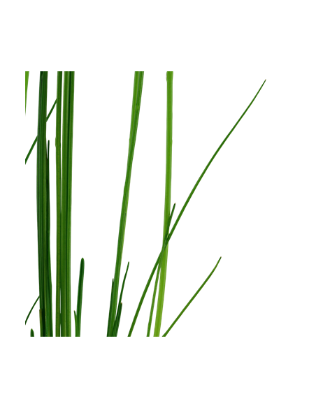 Eleocharis montevidensis