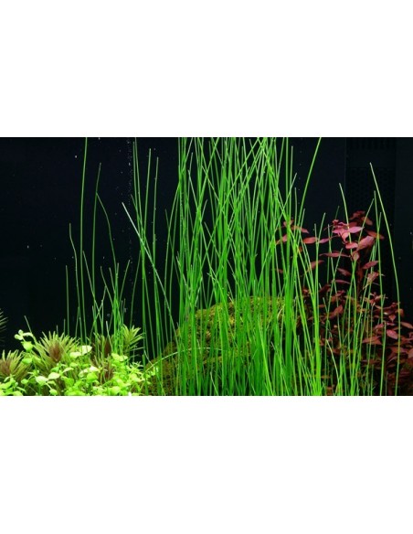 Eleocharis montevidensis