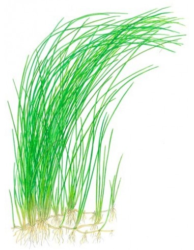 Eleocharis montevidensis