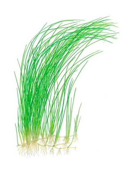 Eleocharis montevidensis