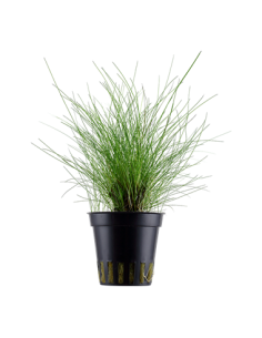 Eleocharis parvula