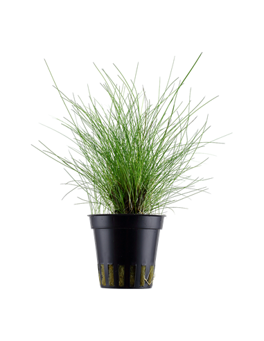 Eleocharis parvula