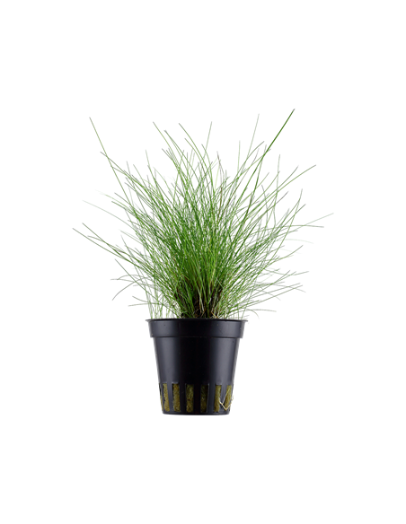 Eleocharis parvula