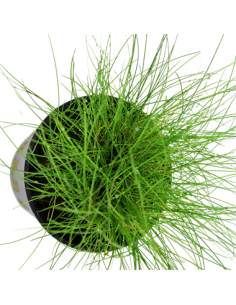 Eleocharis parvula 2