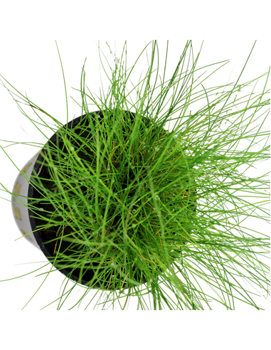 Eleocharis parvula