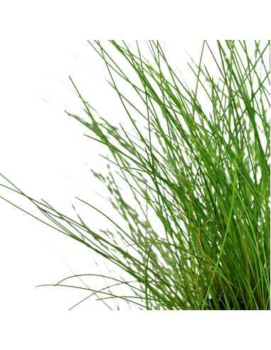 Eleocharis parvula