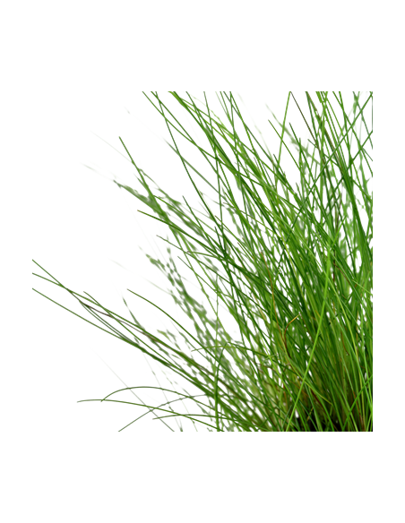 Eleocharis parvula