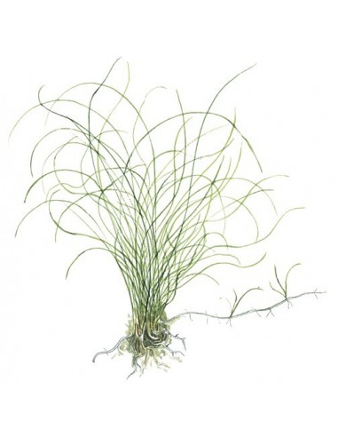 Eleocharis parvula