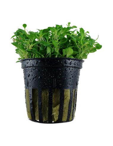 Glossostigma elatinoides