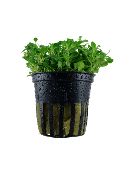 Glossostigma elatinoides