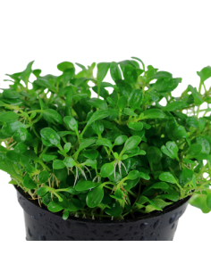 Glossostigma elatinoides 2