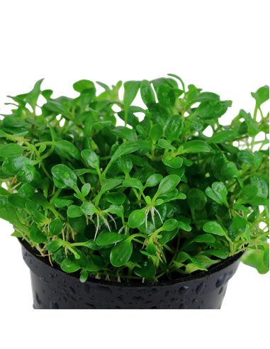 Glossostigma elatinoides