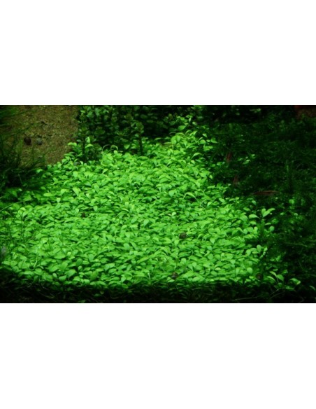 Glossostigma elatinoides