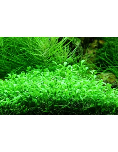 Glossostigma elatinoides