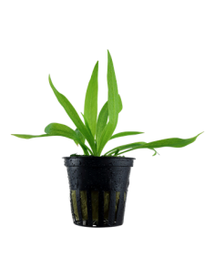 Helanthium bolivianum 'Quadricostatus'