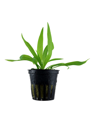 Helanthium bolivianum 'Quadricostatus'