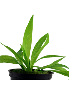 Helanthium bolivianum 'Quadricostatus' 2