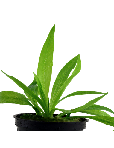 Helanthium bolivianum 'Quadricostatus'