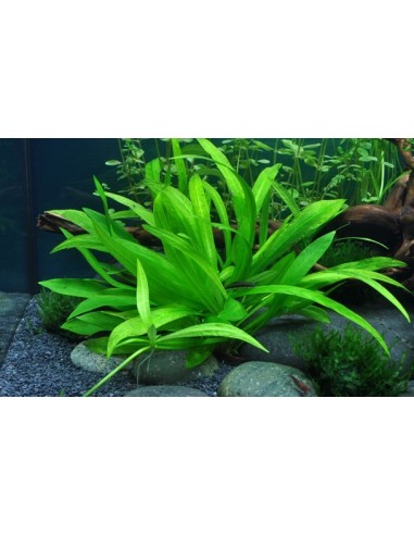 Helanthium bolivianum 'Quadricostatus'