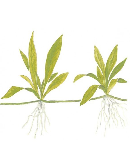 Helanthium bolivianum 'Quadricostatus'