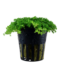 Hemianthus callitrichoides 'Cuba'