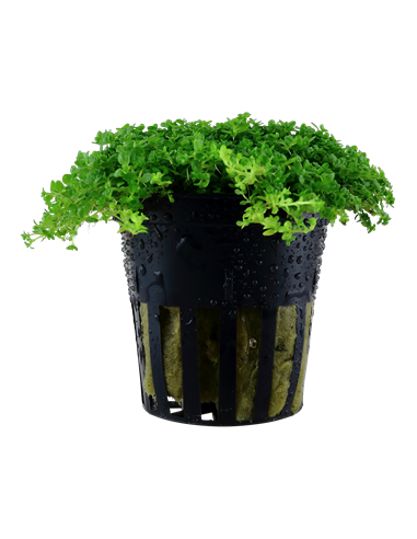 Hemianthus callitrichoides 'Cuba'