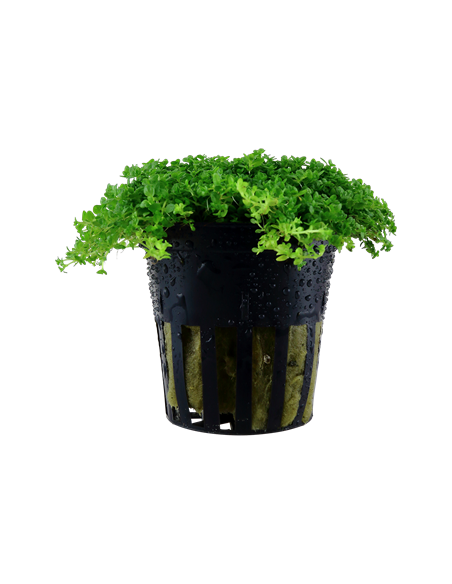 Hemianthus callitrichoides 'Cuba'