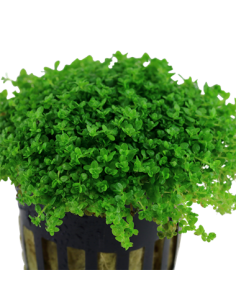 Hemianthus callitrichoides 'Cuba' 2