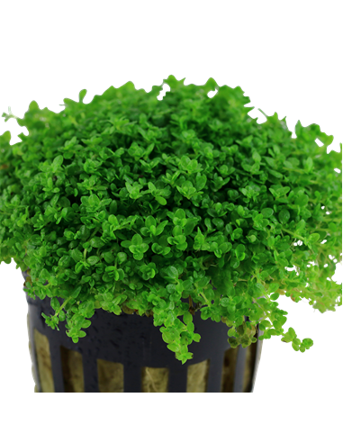 Hemianthus callitrichoides 'Cuba'