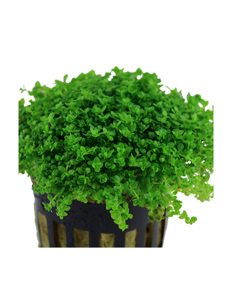 Hemianthus callitrichoides 'Cuba'