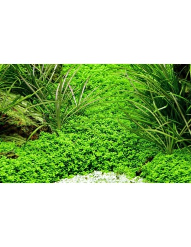 Hemianthus callitrichoides 'Cuba'