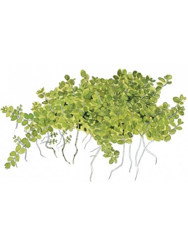 Hemianthus callitrichoides 'Cuba'