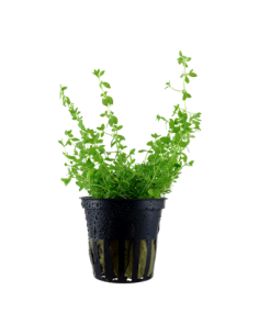 Hemianthus micranthemoides